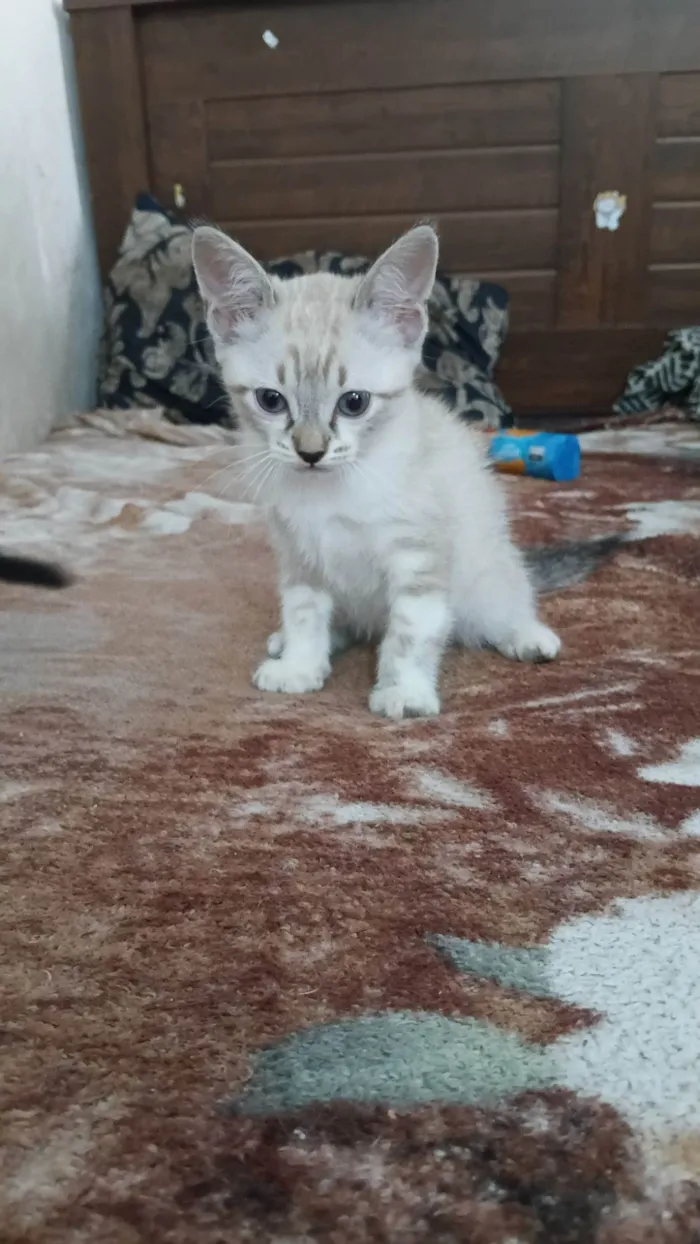 Gato raça Siamês idade 7 a 11 meses nome Pipi
