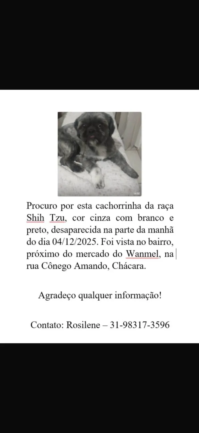 Cachorro raça Shitzu idade 4 anos nome Estrela
