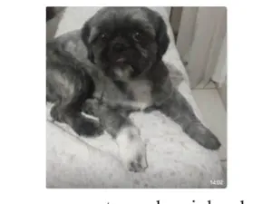 Cachorro raça Shitzu idade 4 anos nome Estrela