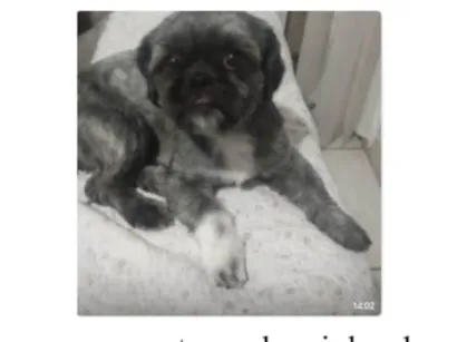 Cachorro raça Shitzu idade 4 anos nome Estrela