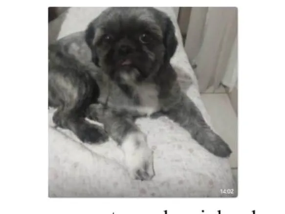 Cachorro raça Shitzu idade 4 anos nome Estrela