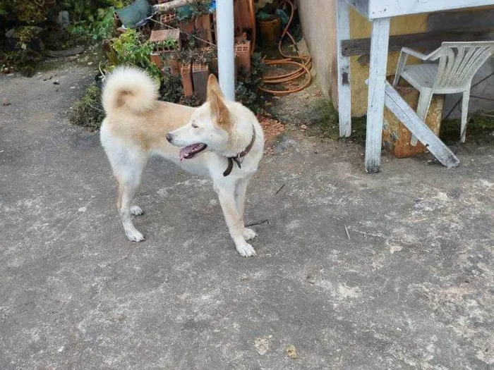 Cachorro raça SRD-ViraLata idade 4 anos nome Layka