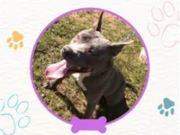 Cachorro raça Pit-Bull idade 1 ano nome Safira 