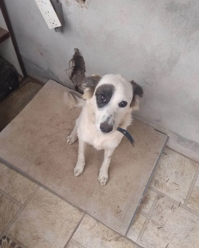 Cachorro raça SRD-ViraLata idade 2 a 6 meses nome Max 