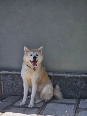 Cachorro raça Labrador idade 5 anos nome Nori