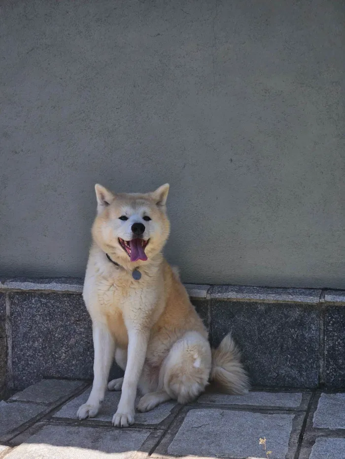 Cachorro raça Labrador idade 5 anos nome Nori