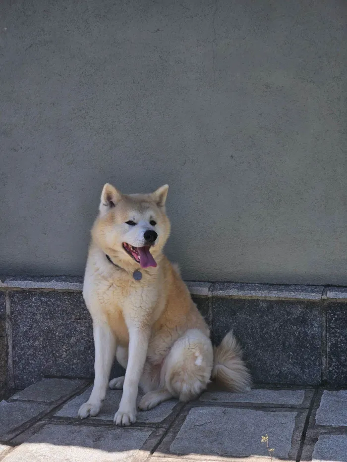Cachorro raça Labrador idade 5 anos nome Nori
