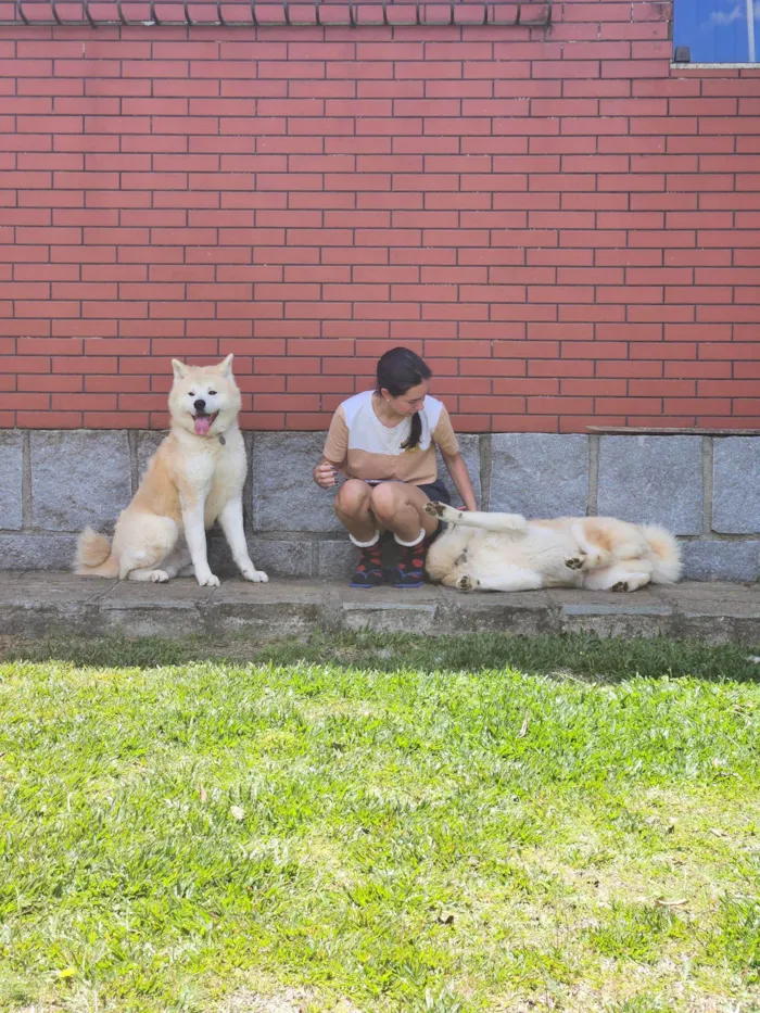 Cachorro raça Labrador idade 5 anos nome Nori