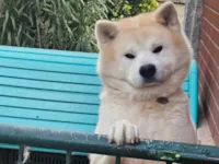 Cachorro raça Labrador idade 5 anos nome Nori