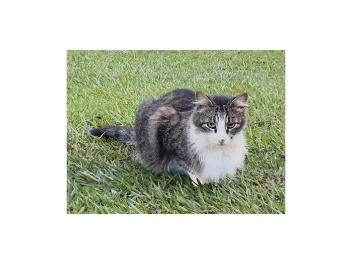 Gato raça SRD-ViraLata idade 6 ou mais anos nome Dudu