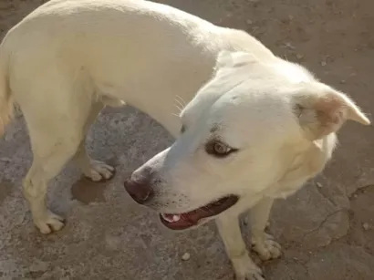 Cachorro raça SRD-ViraLata idade 7 a 11 meses nome Ivan Miguel
