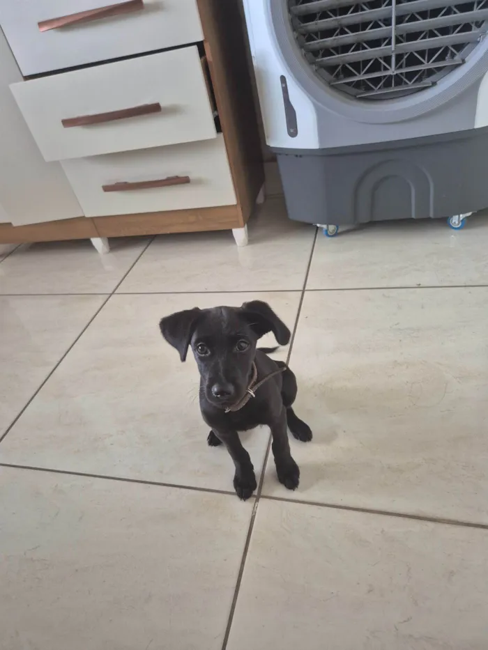 Cachorro raça SRD-ViraLata idade 2 a 6 meses nome Bel 