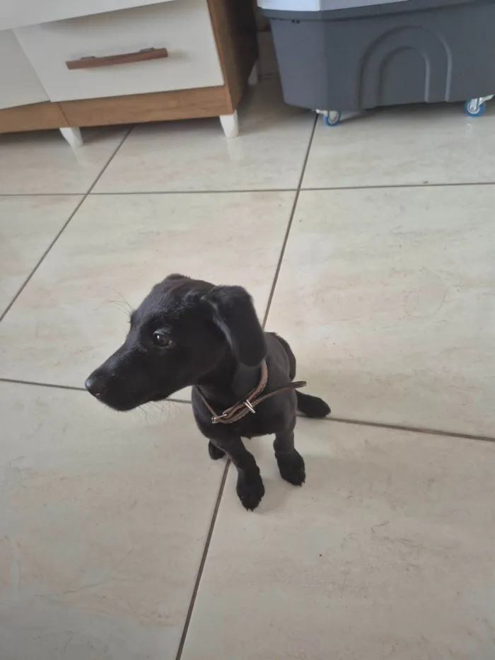 Cachorro raça SRD-ViraLata idade 2 a 6 meses nome Bel 