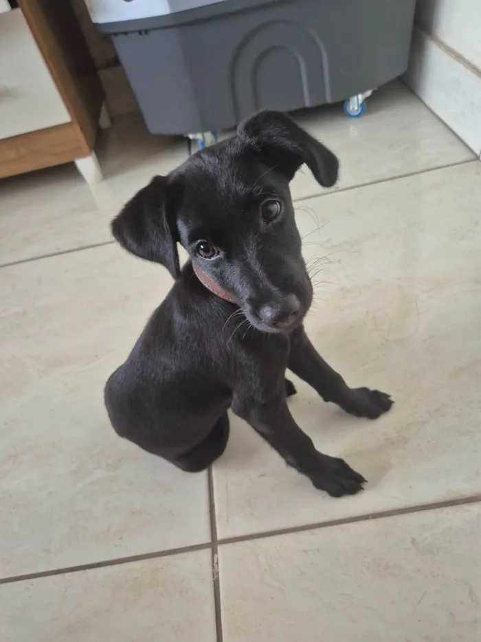 Cachorro raça SRD-ViraLata idade 2 a 6 meses nome Bel 