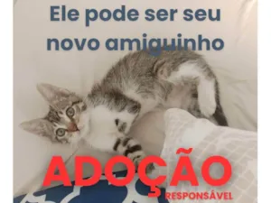 Gato raça SRD-ViraLata idade Abaixo de 2 meses nome Minigato