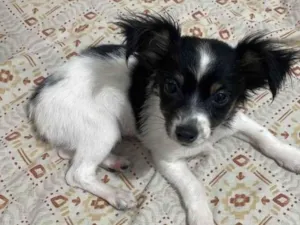 Cachorro raça Pinscher idade 2 a 6 meses nome Pitoco