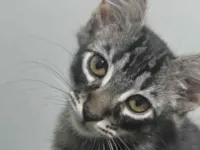 Gato raça SRD-ViraLata idade 2 a 6 meses nome Gatinho tigrado