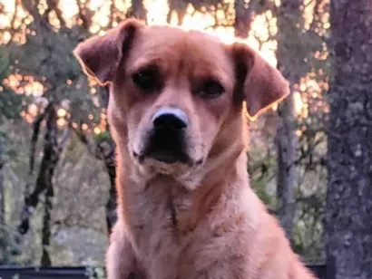 Cachorro raça SRD-ViraLata idade 5 anos nome Cadela dócil 