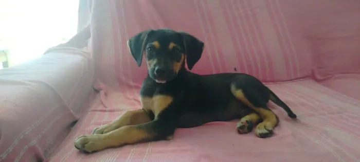 Cachorro raça SRD-ViraLata idade Abaixo de 2 meses nome duque