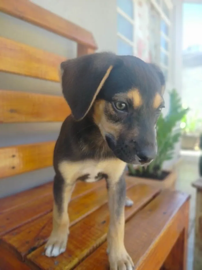 Cachorro raça SRD-ViraLata idade Abaixo de 2 meses nome duque