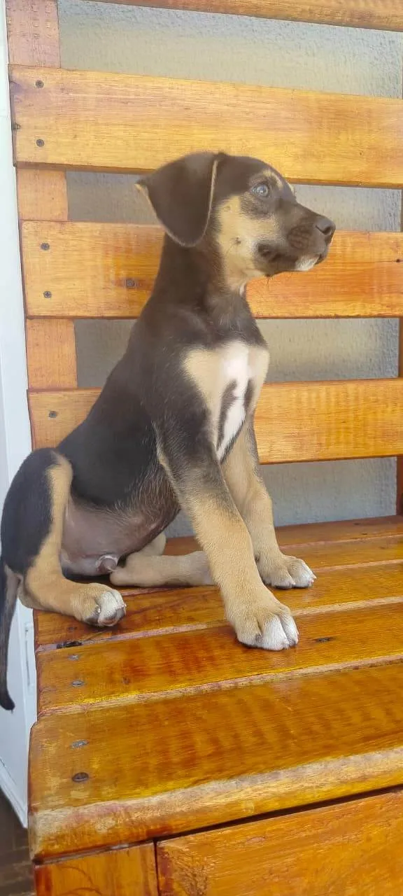 Cachorro raça SRD-ViraLata idade Abaixo de 2 meses nome duque