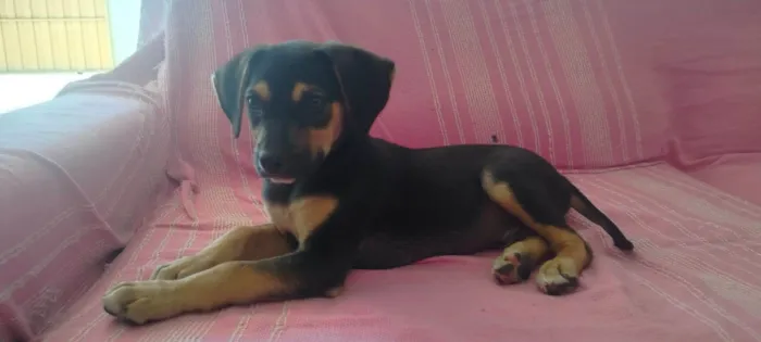 Cachorro raça SRD-ViraLata idade Abaixo de 2 meses nome duque