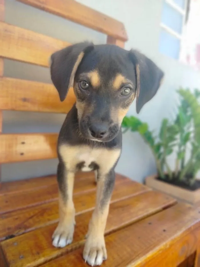 Cachorro raça SRD-ViraLata idade Abaixo de 2 meses nome duque