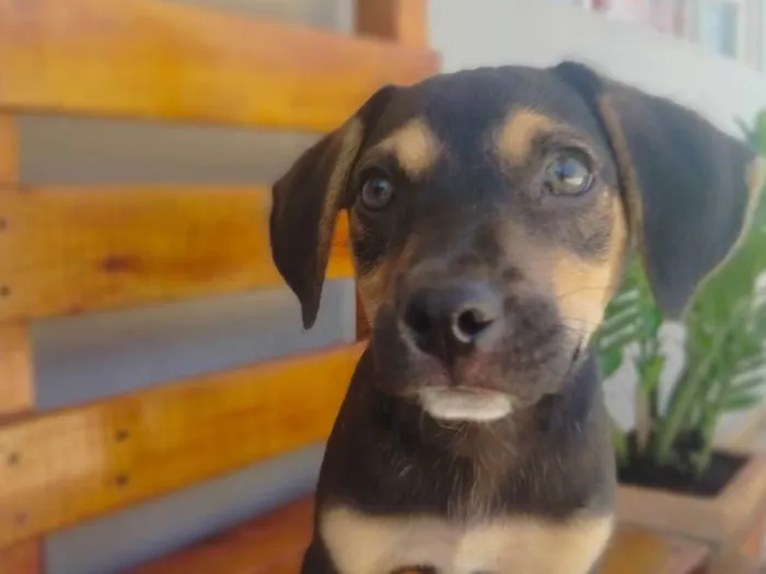 Cachorro raça SRD-ViraLata idade Abaixo de 2 meses nome duque