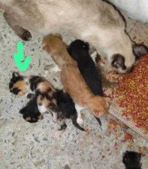 Gato raça Siames idade 7 a 11 meses nome 5 bebes ainda não tem lar, filhos/as de uma siamesa.