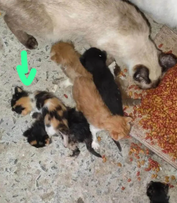 Gato raça Siames idade 7 a 11 meses nome 5 bebes ainda não tem lar, filhos/as de uma siamesa.