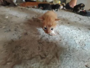 Gato raça Siames idade 7 a 11 meses nome 5 bebes ainda não tem lar, filhos/as de uma siamesa.