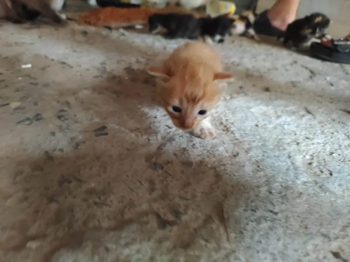 Gato raça Siames idade 7 a 11 meses nome 5 bebes ainda não tem lar, filhos/as de uma siamesa.