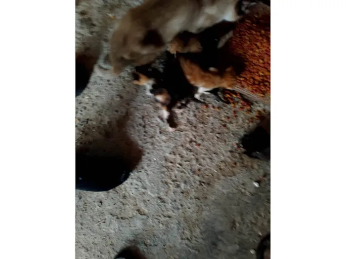 Gato raça Siames idade 7 a 11 meses nome 5 bebes ainda não tem lar, filhos/as de uma siamesa.