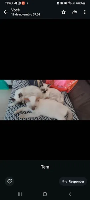 Gato raça Siamês idade 7 a 11 meses nome Finho e Inho 