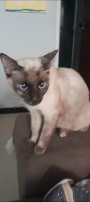 Gato raça Siamês idade 2 anos nome Sissi