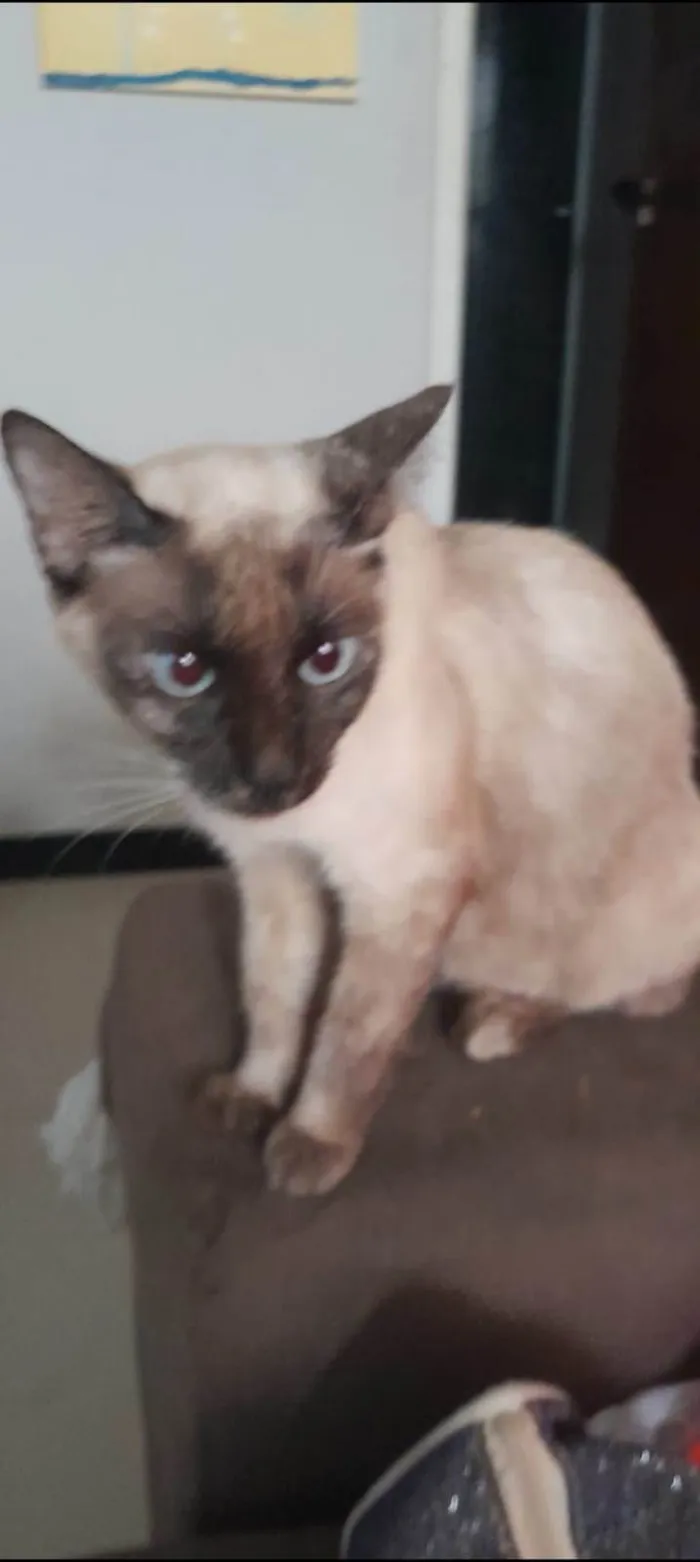 Gato raça Siamês idade 2 anos nome Sissi