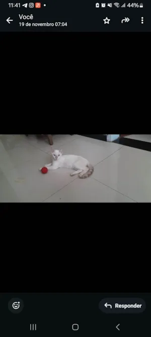 Gato raça Persa idade 7 a 11 meses nome Jijico