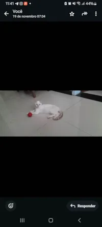 Gato raça Persa idade 7 a 11 meses nome Jijico