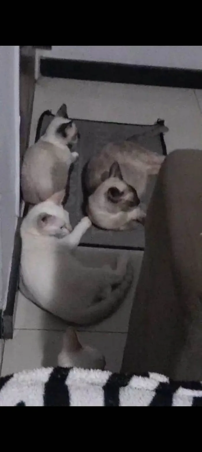 Gato raça Persa idade 7 a 11 meses nome Jijico