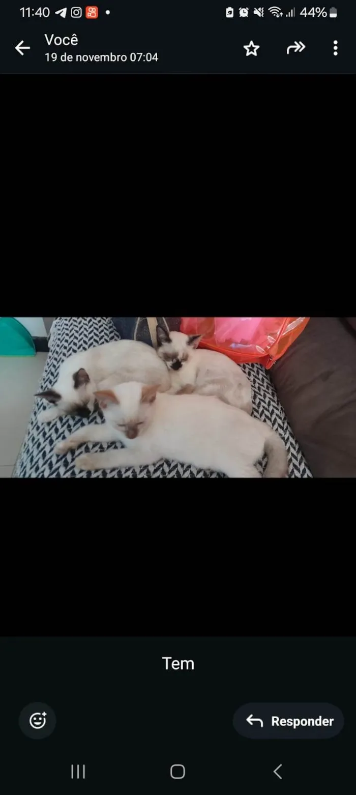 Gato raça Siamês idade 7 a 11 meses nome Quente - Meus filhos deram esse nome