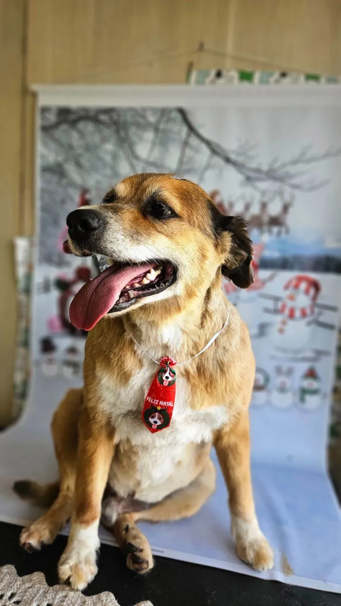 Cachorro raça SRD-ViraLata idade 6 ou mais anos nome Leitão 