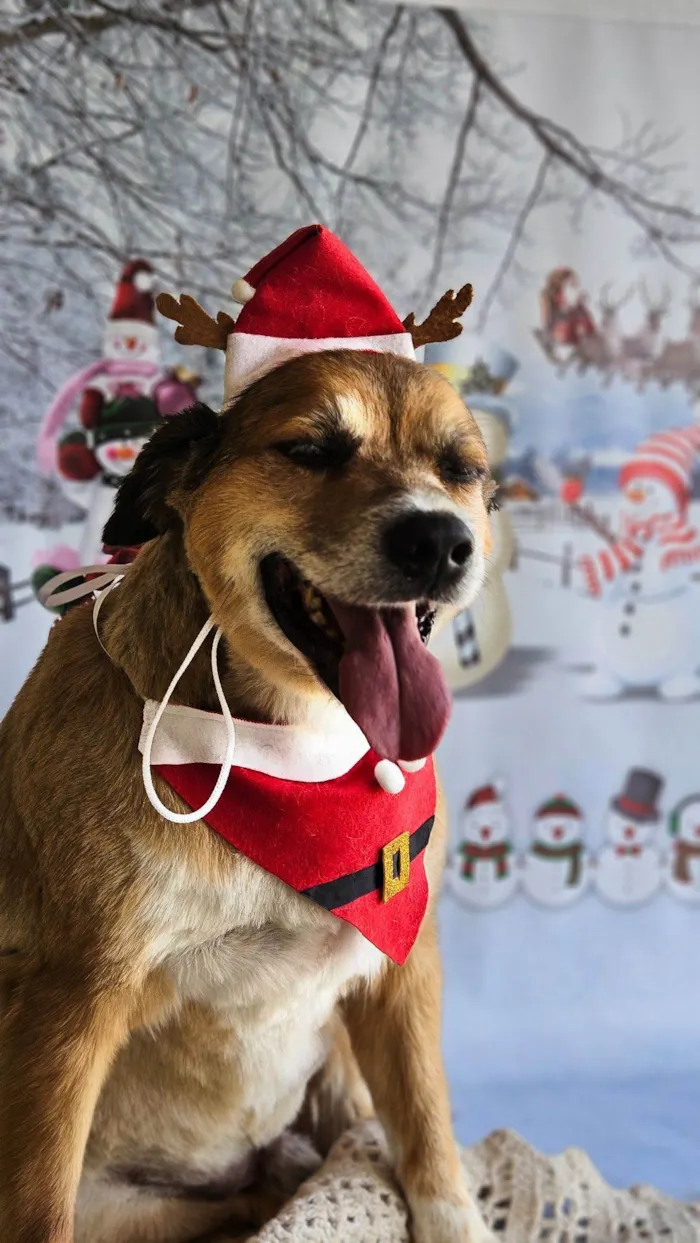 Cachorro raça SRD-ViraLata idade 6 ou mais anos nome Leitão 