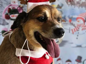 Cachorro raça SRD-ViraLata idade 6 ou mais anos nome Leitão 