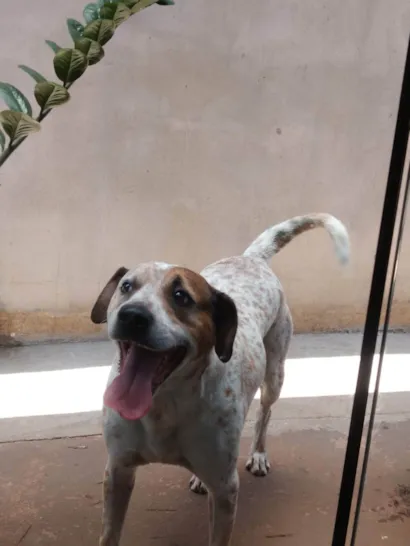 Cachorro raça SRD-ViraLata idade 6 ou mais anos nome Braian