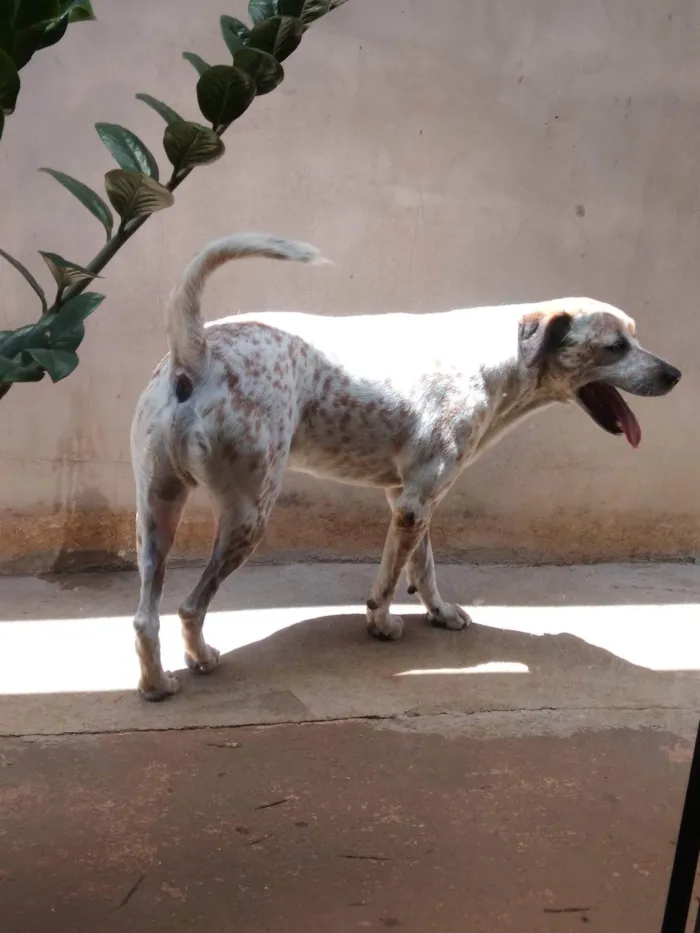 Cachorro raça SRD-ViraLata idade 6 ou mais anos nome Braian