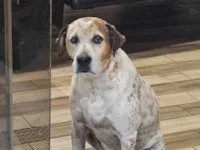 Cachorro raça SRD-ViraLata idade 6 ou mais anos nome Braian