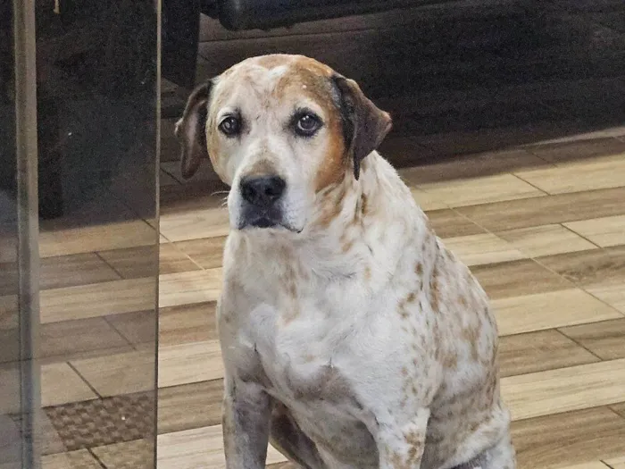 Cachorro raça SRD-ViraLata idade 6 ou mais anos nome Braian