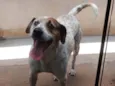 Cachorro raça SRD-ViraLata idade 6 ou mais anos nome Braian