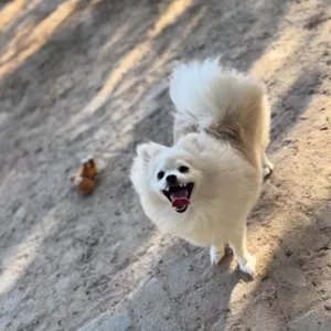 Cachorro raça Shitzu idade 7 a 11 meses nome Shelly 