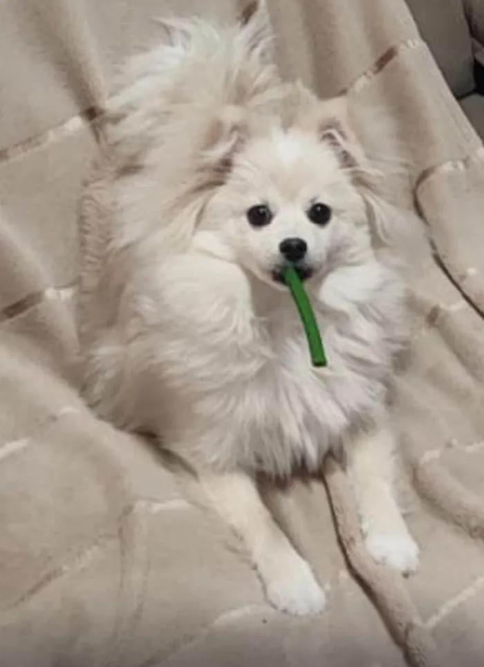 Cachorro raça Shitzu idade 7 a 11 meses nome Shelly 